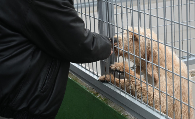 Los perros de A Coruña que ayudan a la recuperación de jóvenes