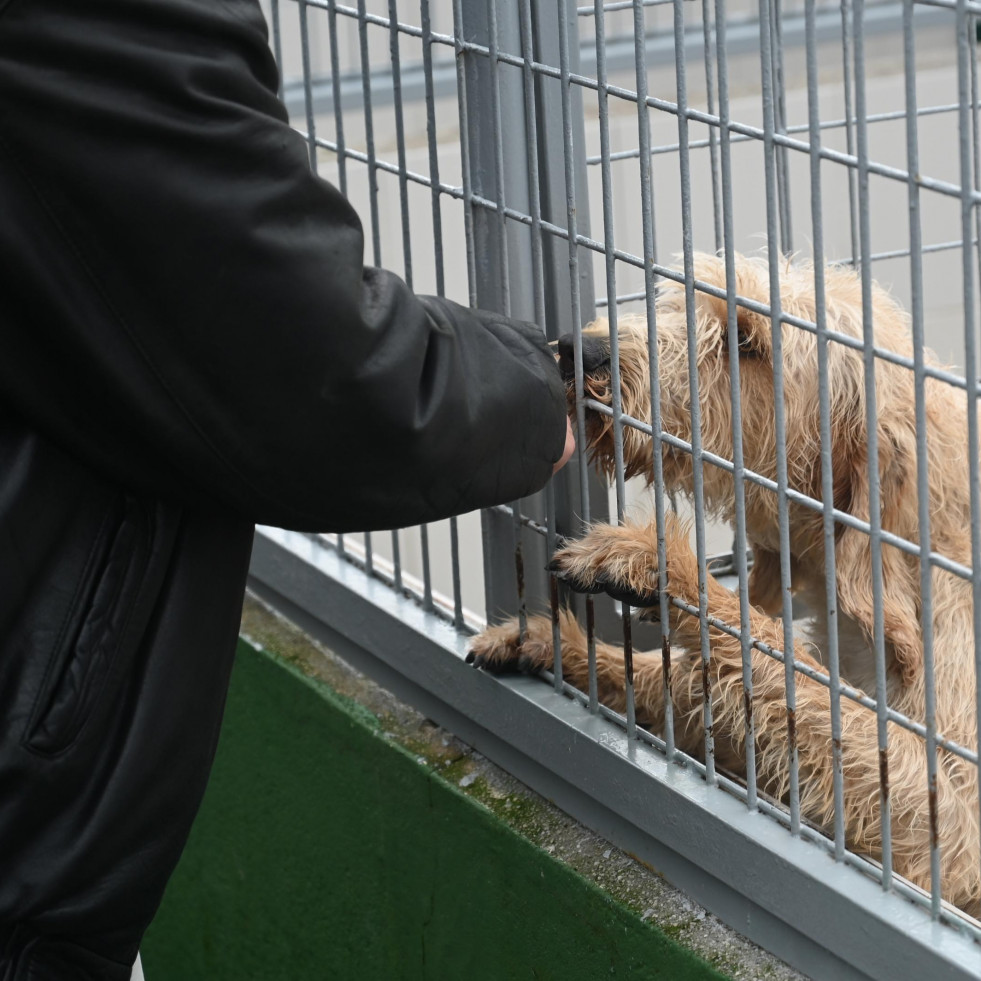 Los perros de A Coruña que ayudan a la recuperación de jóvenes