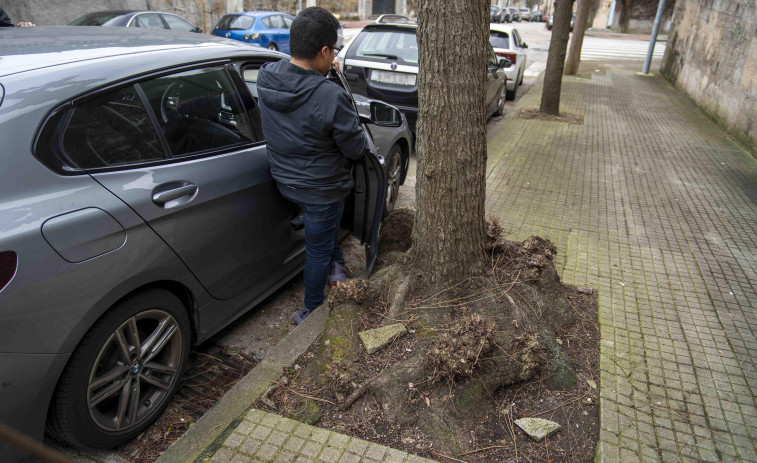 El Ayuntamiento talará los árboles que dañan las aceras del HM Modelo