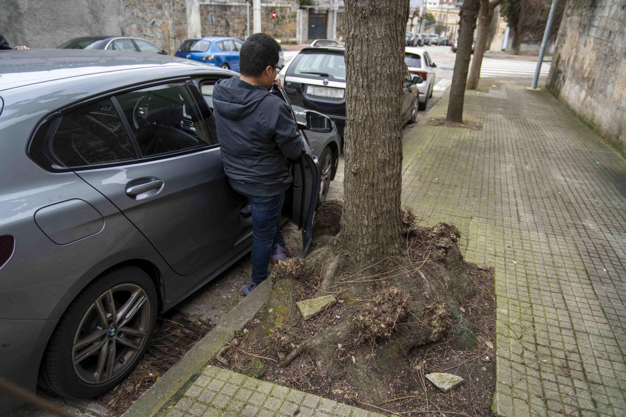 El Ayuntamiento talará los árboles que dañan las aceras del HM Modelo