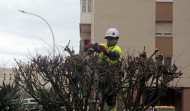 A Coruña pasa por la peluquería: el Ayuntamiento podará más de 1.600 árboles en el primer trimestre