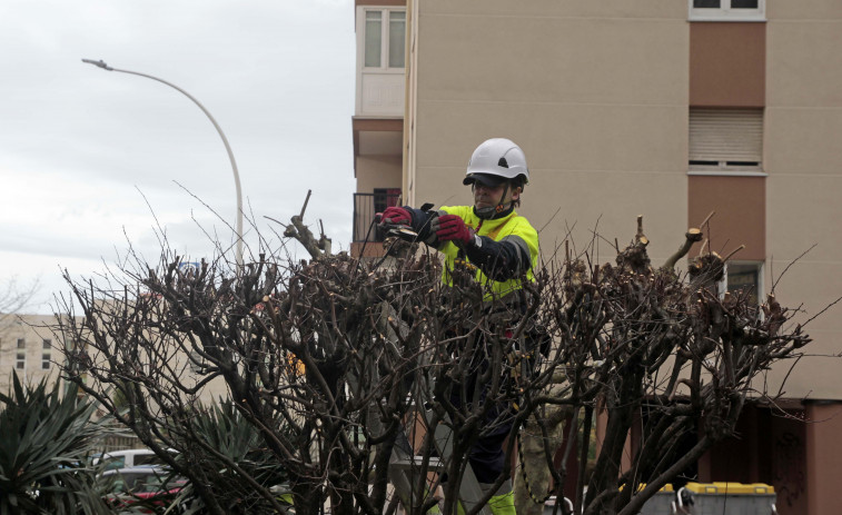 A Coruña pasa por la peluquería: el Ayuntamiento podará más de 1.600 árboles en el primer trimestre