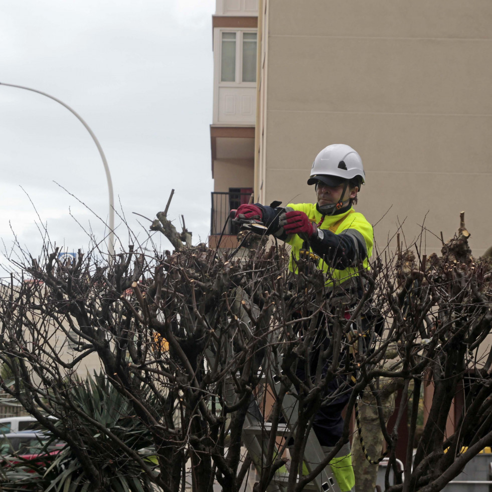 A Coruña pasa por la peluquería: el Ayuntamiento podará más de 1.600 árboles en el primer trimestre