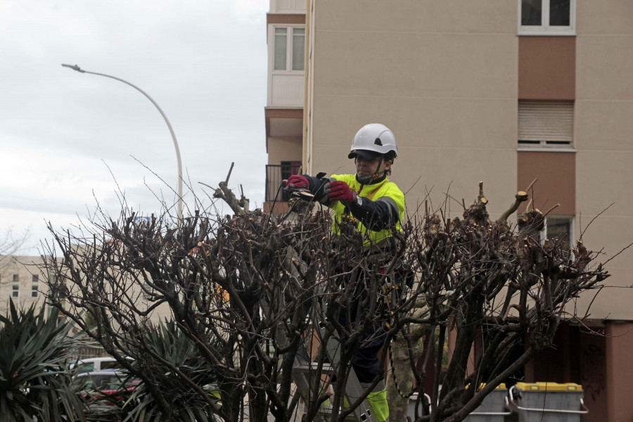 A Coruña pasa por la peluquería: el Ayuntamiento podará más de 1.600 árboles en el primer trimestre