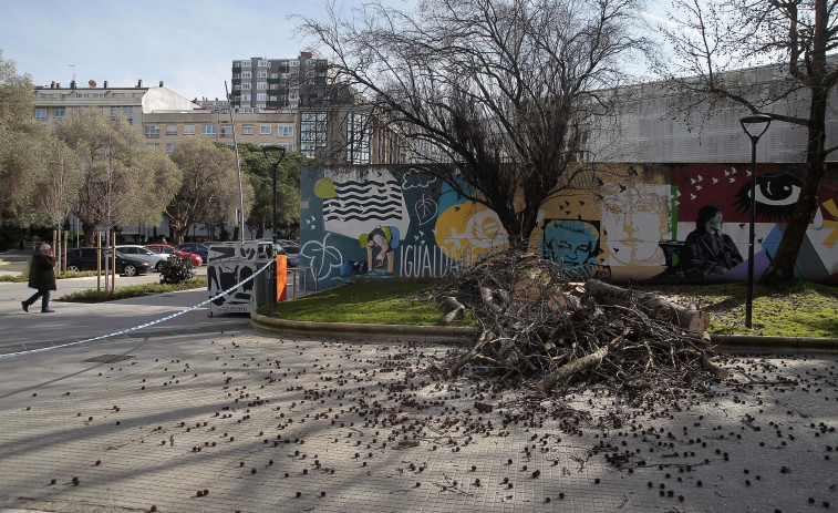 El Ayuntamiento poda cuatro árboles en mal estado en A Cubela y los sustituirá por nuevos ejemplares