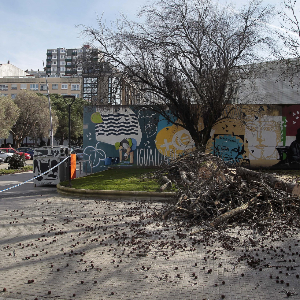 El Ayuntamiento poda cuatro árboles en mal estado en A Cubela y los sustituirá por nuevos ejemplares