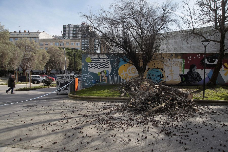 El Ayuntamiento poda cuatro árboles en mal estado en A Cubela y los sustituirá por nuevos ejemplares