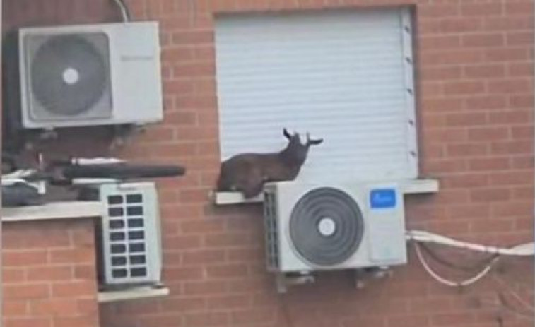 Rescatan a una cabra atrapada en la ventana de un quinto piso en Madrid