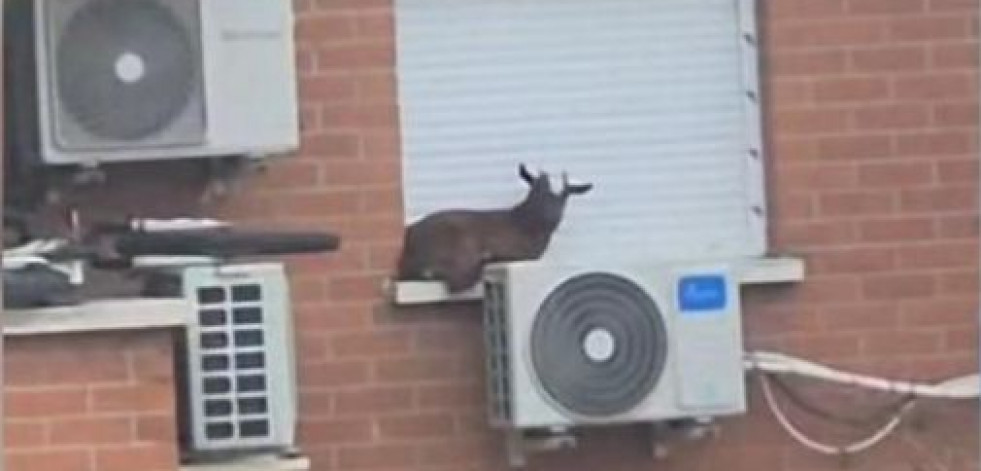 Rescatan a una cabra atrapada en la ventana de un quinto piso en Madrid