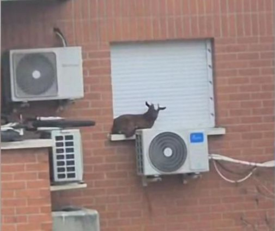 Rescatan a una cabra atrapada en la ventana de un quinto piso en Madrid