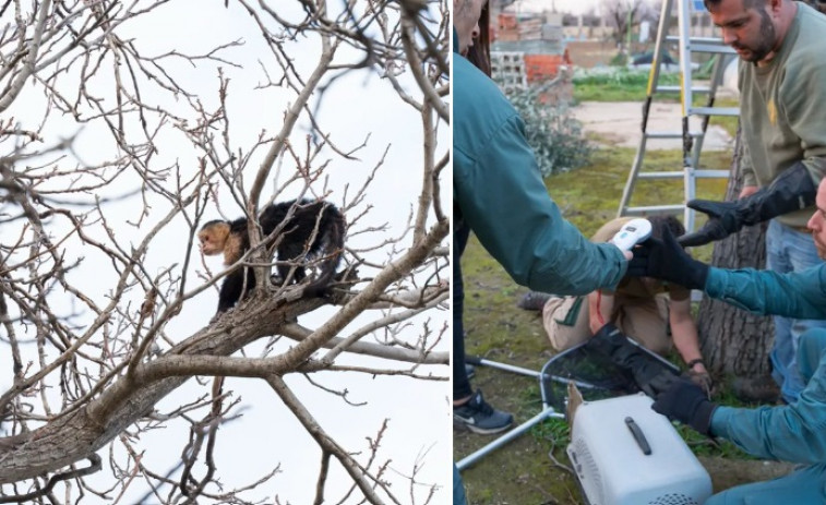 Rescatan un mono capuchino desnutrido en el árbol de un jardín de Mejorada