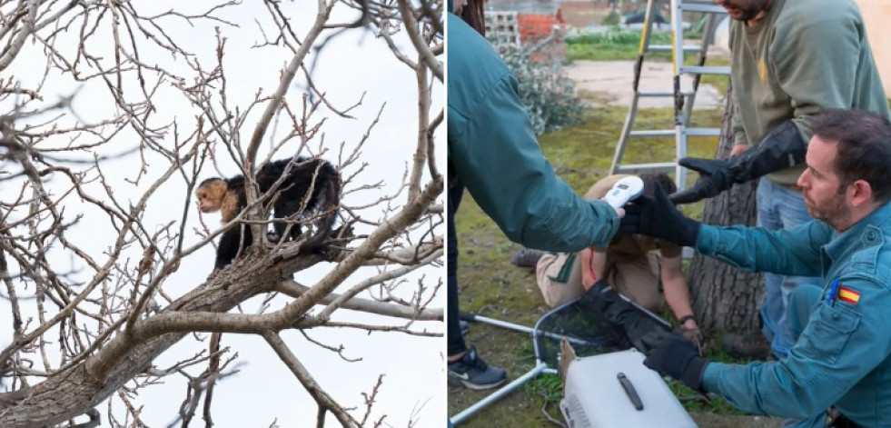 Rescatan un mono capuchino desnutrido en el árbol de un jardín de Mejorada