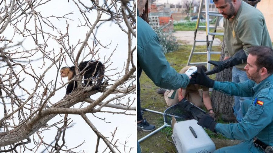 Rescatan un mono capuchino desnutrido en el árbol de un jardín de Mejorada