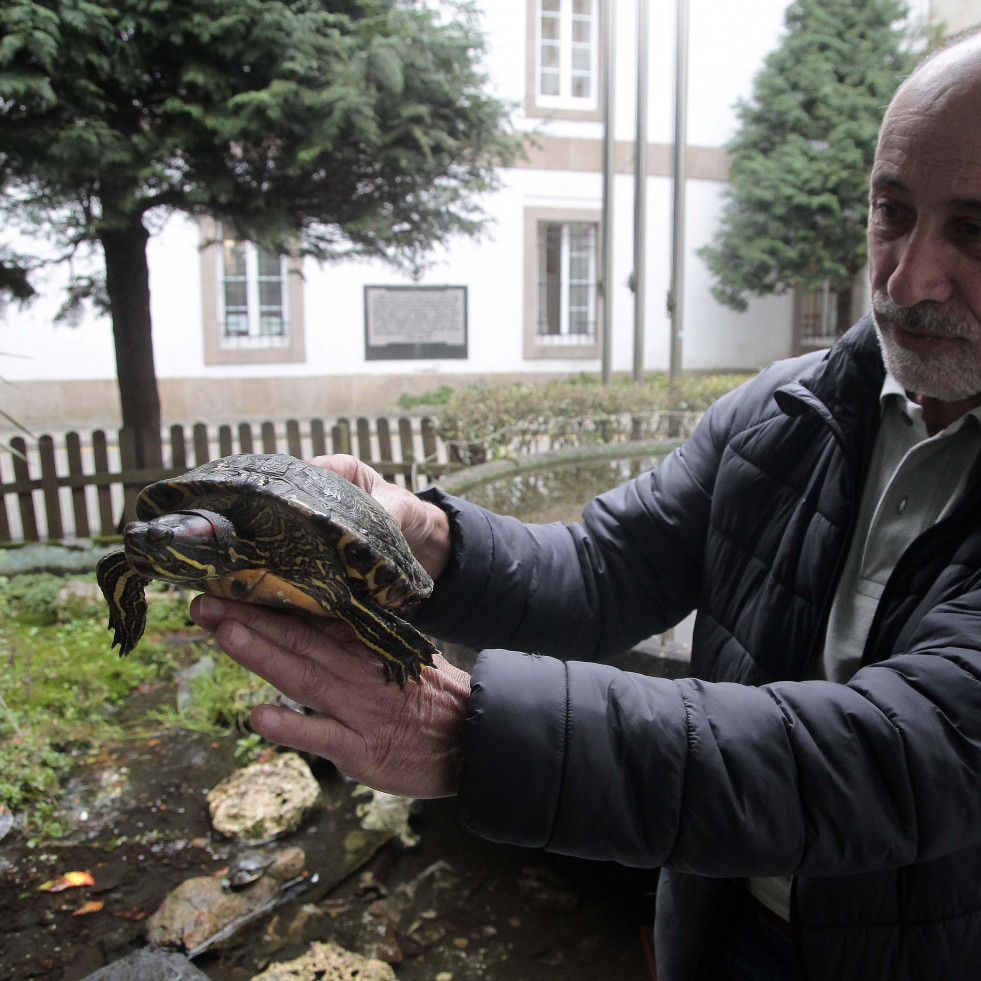 Coruña Insólita | Las tortugas del Abente y Lago, los animales más pacientes del hospital