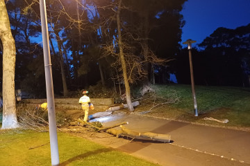 Oleiros arbol caido