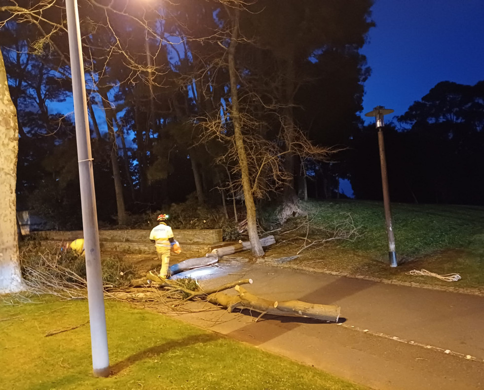 Oleiros arbol caido