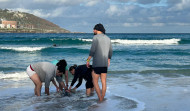 Salvado un delfín que quedó varado en la playa del Orzán, en A Coruña, tras ser atacado por un tiburón