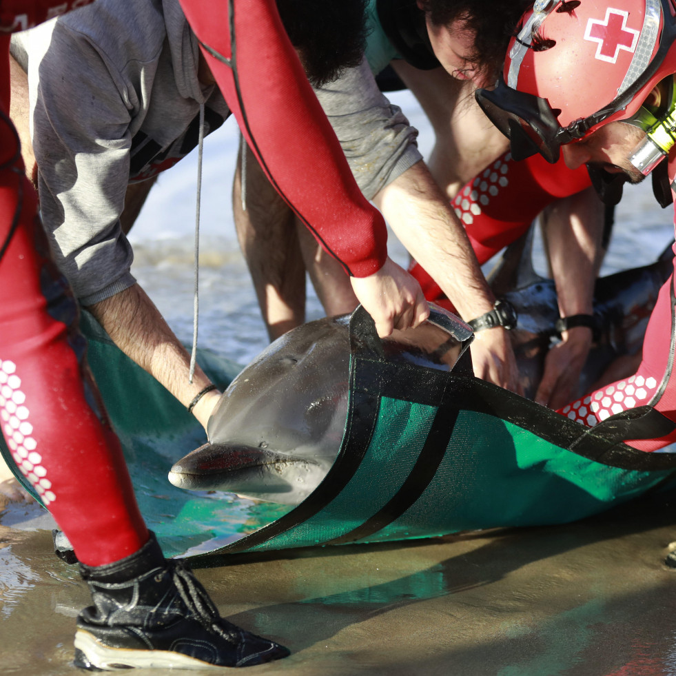 Muere el delfín rescatado tras varar en una playa de A Coruña