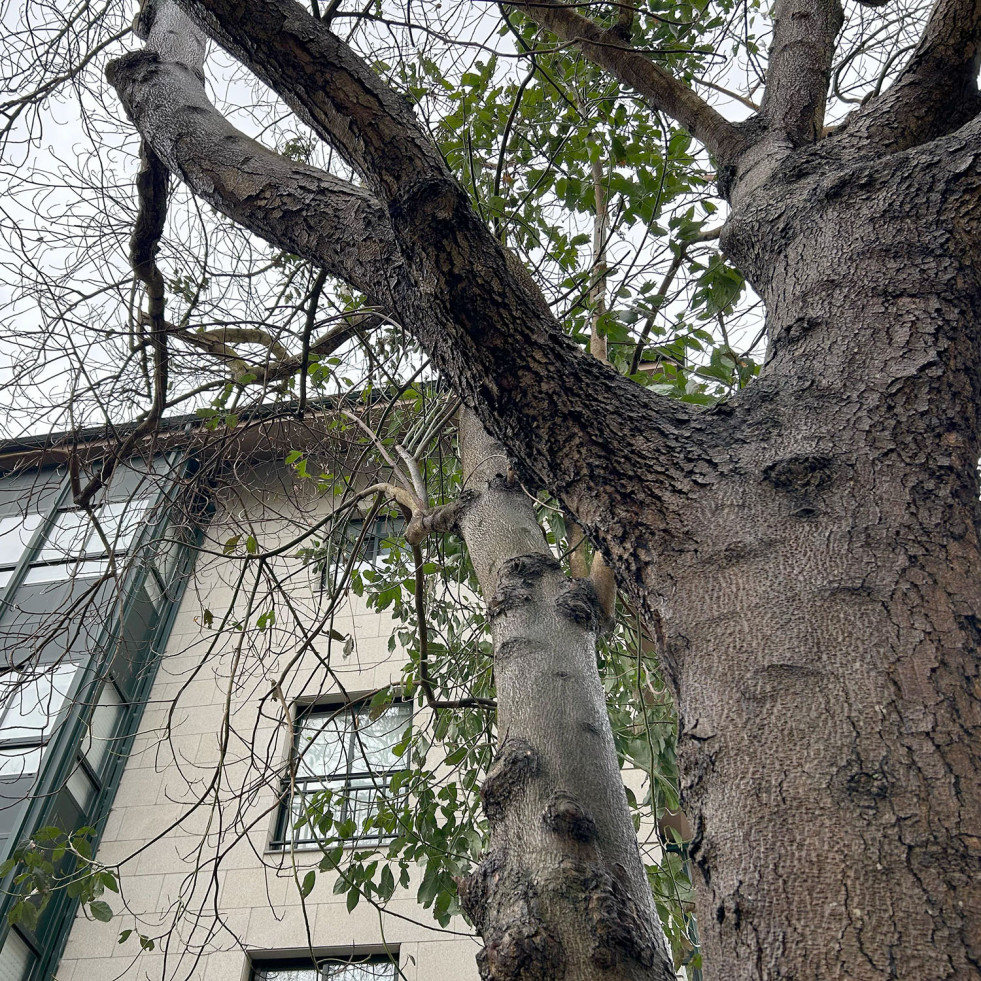 El Concello de Cambre denuncia un ataque con un taladro al aguacatero del Museo